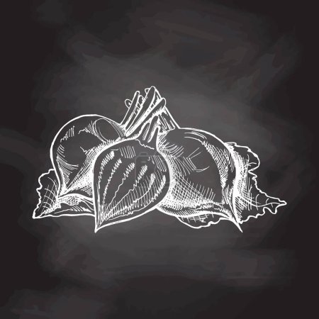 Illustration for Hand-drawn beet illustration in sketch style. Vector  vegetables on chalkboard background. Vintage doodle illustration. Sketch for cafe menus and labels. The engraved image. Harvesting. - Royalty Free Image