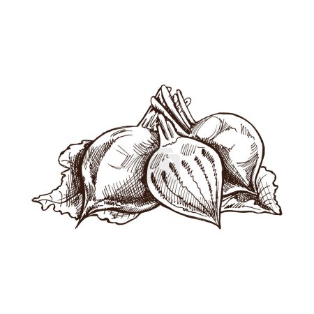 Illustration for Hand-drawn beet illustration in sketch style. Vector  vegetables. Vintage doodle illustration. Sketch for cafe menus and labels. The engraved image. Harvesting. - Royalty Free Image