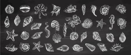 Conchas marinas, pulpos, peces, estrellas de mar, caballitos de mar, set de vectores de amonita. Ilustración dibujada a mano. Colección de bocetos realistas de varias criaturas oceánicas aisladas sobre fondo de pizarra.