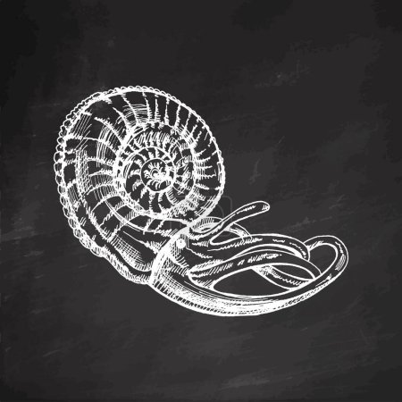 Ilustración de Dibujo dibujado a mano de molusco nautilus en una concha, almeja, caracol. Concha de mar vieira, ilustración vectorial estilo boceto aislado en el fondo de pizarra. - Imagen libre de derechos