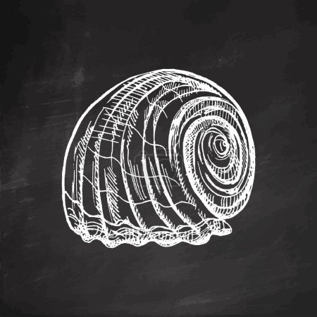Illustration for Hand-drawn sketch of seashell, clam, conch. Scallop sea shell, sketch style vector illustration isolated on chalkboard background. - Royalty Free Image