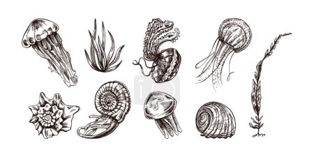 Seashells, jellyfishes, ammonite, nautilus mollusc, seaweed vector set. Hand-drawn sketch illustration. Collection of realistic sketches of various ocean creatures isolated on white background.