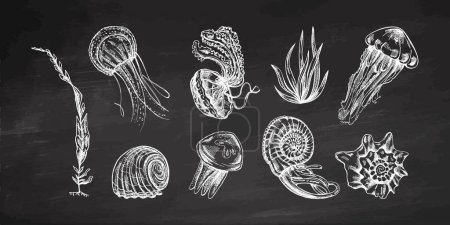 Ilustración de Conchas marinas, medusas, amonita, molusco nautilus, conjunto de vectores de algas marinas. Ilustración de bocetos dibujados a mano sobre fondo de pizarra. Colección de bocetos realistas de varias criaturas oceánicas. - Imagen libre de derechos