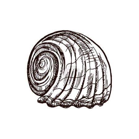 Illustration for Hand-drawn sketch of seashell, clam, conch. Scallop sea shell, sketch style vector illustration isolated on white background. - Royalty Free Image