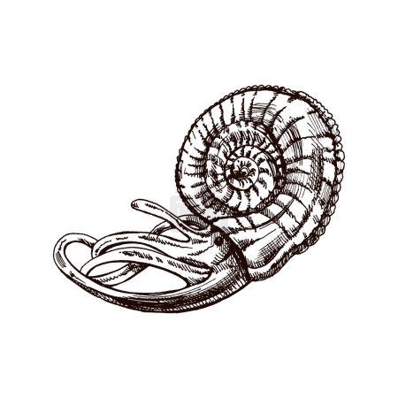 Ilustración de Dibujo dibujado a mano de molusco nautilus en una concha, almeja, caracol. Concha de mar vieira, ilustración vectorial estilo boceto aislado sobre fondo blanco. - Imagen libre de derechos