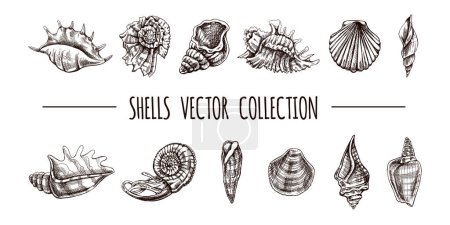 Conjunto de vectores de conchas marinas, amonitas, vieiras, moluscos náuticos. Ilustración dibujada a mano. Colección de bocetos realistas de varias conchas oceánicas aisladas sobre fondo blanco.