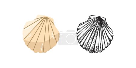 Cute hand drawn saltwater scallop seashell, clam, conch. Scallop sea shell, flat and outline black vector illustration.	