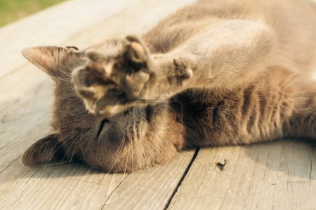 Téléchargez les photos : La patte du chat gris se reposait sur le soleil. British Short Hair chat couché sur la terrasse du jardin. - en image libre de droit