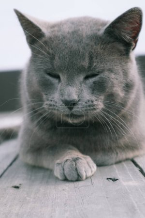 Téléchargez les photos : British Short Hair chat reposant sur la terrasse du jardin. Un chat domestique d'une race britannique à poil court aux yeux jaunes - en image libre de droit