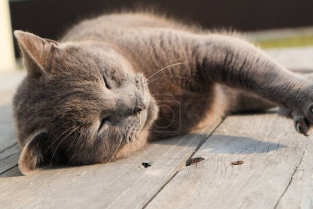 Téléchargez les photos : La patte du chat gris se reposait sur le soleil. British Short Hair chat couché sur la terrasse du jardin. - en image libre de droit