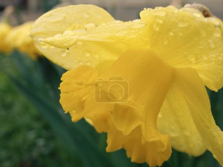 Photo for Yellow daffodils close up. A closeup view of yellow daffodils heavy with water droplets flowers after a rain shower - Royalty Free Image