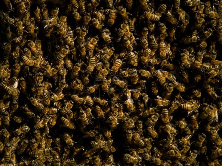 Photo for Beekeeping background. Selective focus. Close up of bees. Swarm of bees, their thousands and the queen bee. Catching the bee swarm. - Royalty Free Image
