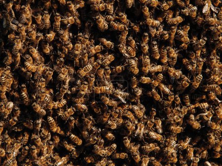 Foto de Antecedentes apícolas. Enfoque selectivo. Primer plano de las abejas. Enjambre de abejas, sus miles y la abeja reina. Atrapando el enjambre de abejas. - Imagen libre de derechos