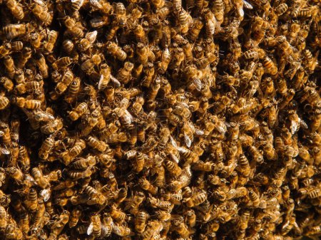 Foto de Antecedentes apícolas. Enfoque selectivo. Primer plano de las abejas. Enjambre de abejas, sus miles y la abeja reina. Atrapando el enjambre de abejas. - Imagen libre de derechos