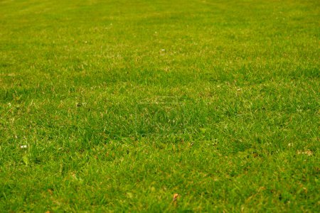 Téléchargez les photos : Une pelouse fauchée par une tondeuse robotisée dans un parc public. Texture d'herbe verte luxuriante. Pelouse fraîchement tondue verte. - en image libre de droit