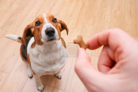 Un hombre dando a su perro una recompensa después de un entrenamiento de obediencia. Foto de estilo de vida con espacio de copia. Actividades diarias con amigo PET, POV