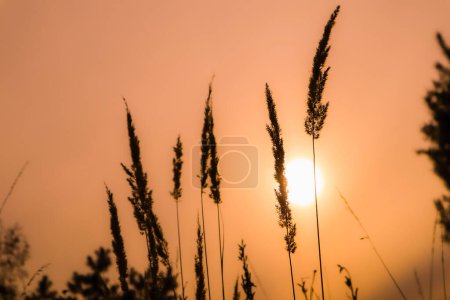 Natural background. Beautiful meadow with wild grass spikelets on the background of the sunset. Color of the Year 2024 - Peach Fuzz. Sunset light on plants
