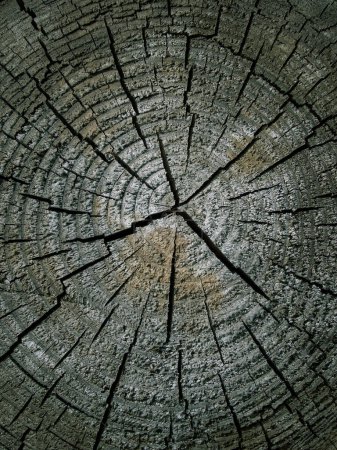 Cross section of tree trunk, stump. Rough organic texture of tree rings with close up. Section of the trunk with annual rings. Tree stump background