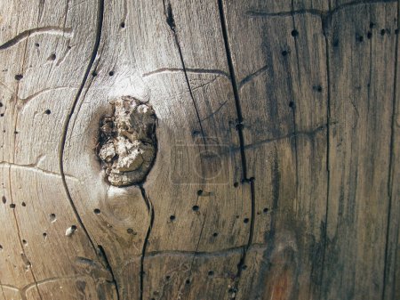 Holzstruktur mit Borkenkäferpassagen. Unter der Rinde. Insektengänge, natürliche Muster. Hintergrund, Textur. Bretter durch Borkenkäfer beschädigt