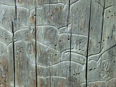 Photo for Texture of wood with bark beetle passages. Under the bark. Insect passages, natural pattern. Background, texture. Boards damaged by bark beetles - Royalty Free Image