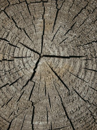 Cross section of tree trunk, stump. Rough organic texture of tree rings with close up. Section of the trunk with annual rings. Tree stump background