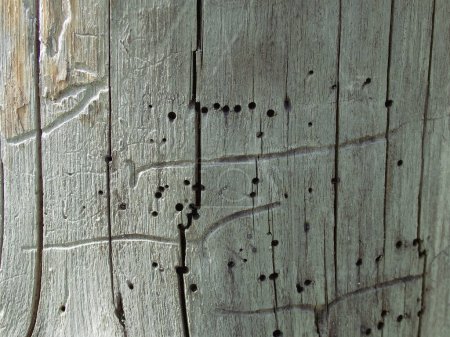 Holzstruktur mit Borkenkäferpassagen. Unter der Rinde. Insektengänge, natürliche Muster. Hintergrund, Textur. Bretter durch Borkenkäfer beschädigt