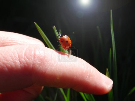 Photo of a ladybug in women's hands against a background of green grass. Ladybird landing on a hand.