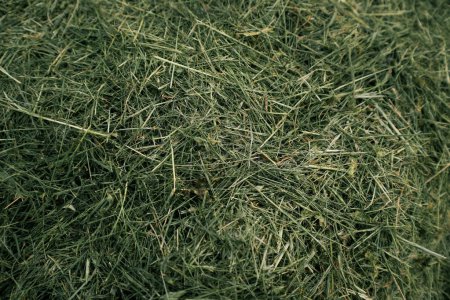 Mowed chopped hay. Mowed grass. Texture. Mulch. Mowed chopped grass on the lawn. Composting grass. Using dried grass as mulch.