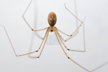 Papi araña de piernas largas, o Pholcus phalangioides, macro contra un fondo blanco