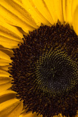 Téléchargez les photos : Merveilleuse fleur de tournesol décorative jaune, gros plan, macro photo, peut être utilisé comme une carte postale - en image libre de droit