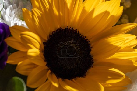 Téléchargez les photos : Merveilleuse fleur de tournesol décorative jaune, gros plan, macro photo, peut être utilisé comme une carte postale - en image libre de droit