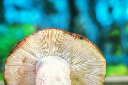 Foto de Hermosa foto colorida de cerca de la textura en el interior de una tapa de hongo, macrofotografía, naturaleza concepto y alimentación saludable - Imagen libre de derechos