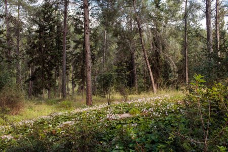 a beautiful forest with coniferous trees in the center of Israel , the concept of a healthy vacation