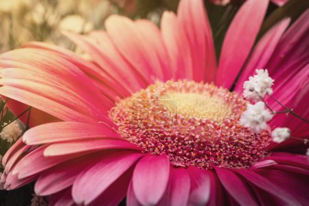Une belle fleur de gerbera rouge, photographiée de près du côté sous un angle, avec un accent sélectif sur les détails de la fleur pour la macro photographie