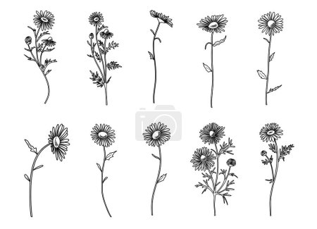 Illustration for Hand drawn daisy flowers vector illustration, botanical line art clipart - Royalty Free Image