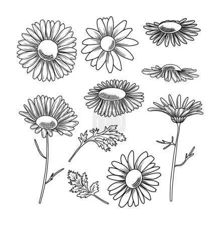 Ilustración de Ilustración de vector de flores de margarita dibujada a mano, clipart de arte de línea botánica - Imagen libre de derechos