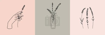 Illustration for Vector set of botanical illustrations in minimal linear style, lavender flower illustration set, minimalistic modern floral logo - Royalty Free Image