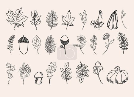 Ilustración de Artes de la línea botánica de otoño, plantas de otoño dibujadas a mano (flores, hojas, bellotas, calabazas y ramas), ilustración vectorial - Imagen libre de derechos