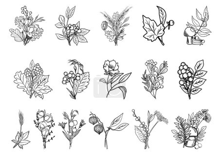 Illustration for Autumn botanical line art floral compositions, hand drawn fall plants (flowers, leaves, acorns, pumpkins and branches), vector illustration, autumn bouquets - Royalty Free Image