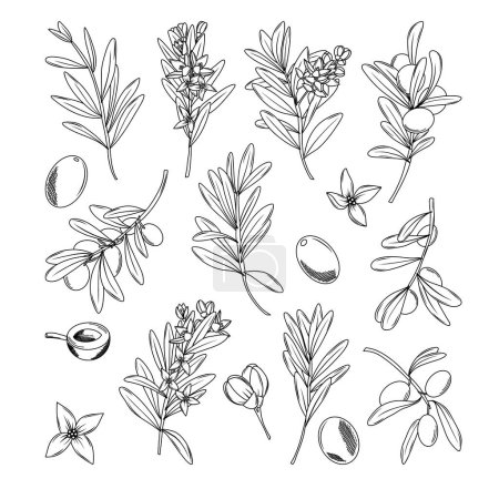 Ilustración de Colección de aceitunas dibujadas a mano, ramas de olivo y flores de olivo en estilo minimalista incompleto, ilustraciones vectoriales aisladas, clipart de olivo - Imagen libre de derechos