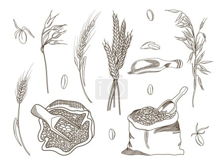 Illustration for Vector hand drawn illustration of bakery elements (sack of grain, bread, wheat grains and spikelets) ink sketch style illustration set - Royalty Free Image