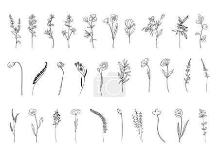 Illustration for Botanical abstract line arts, wildflowers line art drawing, hand drawn herbs, flowers and branches, vector illustration - Royalty Free Image