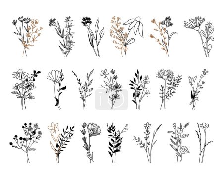 Ilustración de Ilustración vectorial de flores silvestres, Artes de la línea botánica, ramos dibujados a mano de hierbas, flores, hojas y ramas - Imagen libre de derechos