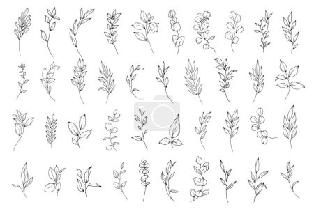 Illustration for Botanical abstract line art illustration, hand drawn herbs and branches set, vector floral  hand drawn clipart - Royalty Free Image