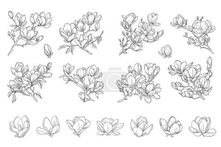Floral vector set of magnolia tree flowers and blooming branches, hand drawn branches, minimalist botanical line art illustration for invitation and save the date card