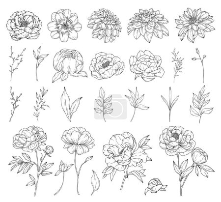 Illustration for Collection of peony flowers, hand drawn botanical  line art drawing, vector floral illustration - Royalty Free Image