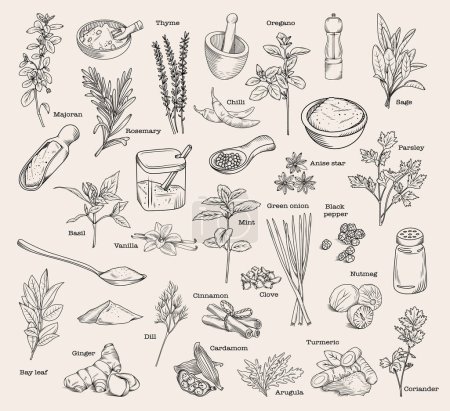Illustration for Set of hand drawn kitchen herbs and spices, vector sketch isolated illustration of spice ingredients and herbs for cooking - Royalty Free Image
