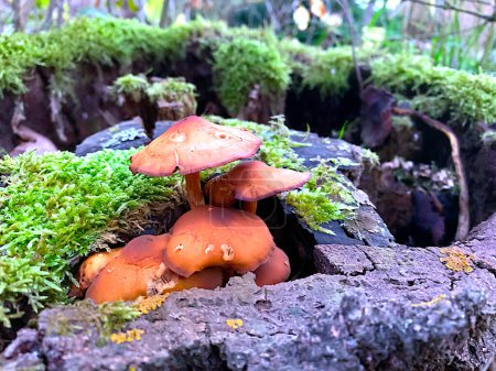 Foto de Las setas crecen en un tocón del bosque. - Imagen libre de derechos