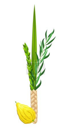 Illustration for Traditional symbols of Sukkot: Etrog (citron), lulav (palm branch), hadas (myrtle), arava (willow). Festival of Ingathering or Feast of Tabernacles. Great for card, banner, collage, social media - Royalty Free Image