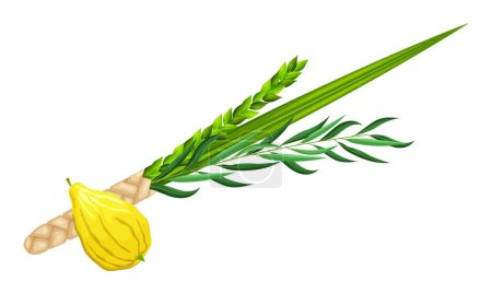 Ilustración de Fiesta judía Sukkot - Fiesta de los Tabernáculos o Festival de la Reunión. Símbolos tradicionales: etrog (citrón), lulav (rama de palma), hadas (mirto), arava (sauce). Hojas de palma y limón. Vector - Imagen libre de derechos